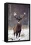 Red Deer-null-Framed Stretched Canvas