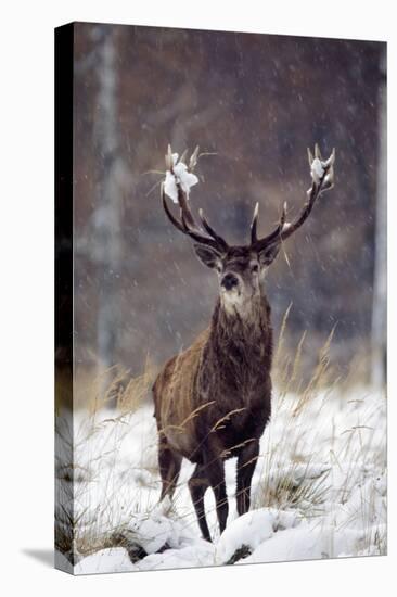 Red Deer-null-Stretched Canvas