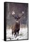 Red Deer-null-Framed Stretched Canvas