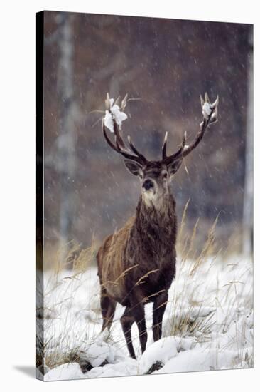 Red Deer-null-Stretched Canvas