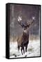 Red Deer-null-Framed Stretched Canvas