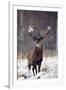 Red Deer-null-Framed Photographic Print