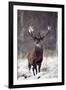 Red Deer-null-Framed Photographic Print