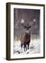 Red Deer-null-Framed Photographic Print