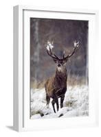 Red Deer-null-Framed Photographic Print