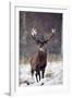 Red Deer-null-Framed Photographic Print