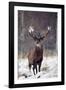 Red Deer-null-Framed Photographic Print