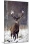 Red Deer-null-Mounted Photographic Print