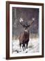 Red Deer-null-Framed Photographic Print