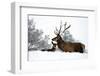 Red Deer-Reiner Bernhardt-Framed Photographic Print