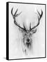 Red Deer-Alexis Marcou-Framed Stretched Canvas