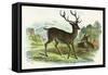 Red Deer-null-Framed Stretched Canvas