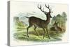 Red Deer-null-Stretched Canvas