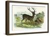 Red Deer-null-Framed Art Print