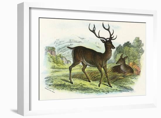 Red Deer-null-Framed Art Print