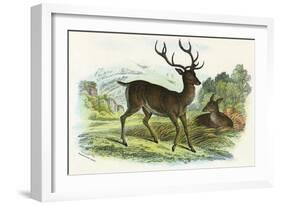 Red Deer-null-Framed Art Print