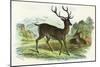 Red Deer-null-Mounted Art Print