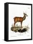 Red Deer-null-Framed Stretched Canvas