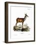 Red Deer-null-Framed Giclee Print