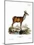 Red Deer-null-Mounted Giclee Print