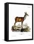 Red Deer-null-Framed Stretched Canvas
