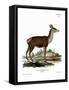 Red Deer-null-Framed Stretched Canvas