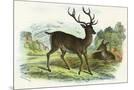 Wood Mount
