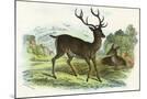 Wood Mount