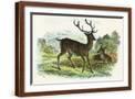 Brown Frame