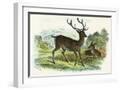White Frame