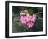 Red Desert Flower, Adenium Obesum-ninun-Framed Photographic Print