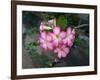 Red Desert Flower, Adenium Obesum-ninun-Framed Photographic Print