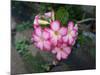 Red Desert Flower, Adenium Obesum-ninun-Mounted Photographic Print