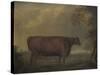 Red Devon Heifers in landscape, 1812-Thomas Weaver-Stretched Canvas