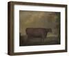 Red Devon Heifers in landscape, 1812-Thomas Weaver-Framed Giclee Print