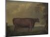 Red Devon Heifers in landscape, 1812-Thomas Weaver-Mounted Giclee Print
