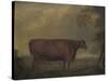 Red Devon Heifers in landscape, 1812-Thomas Weaver-Stretched Canvas