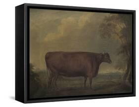 Red Devon Heifers in landscape, 1812-Thomas Weaver-Framed Stretched Canvas