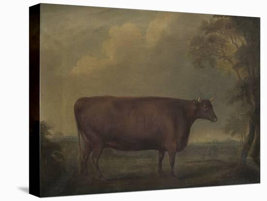 Red Devon Heifers in landscape, 1812-Thomas Weaver-Stretched Canvas