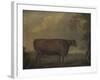 Red Devon Heifers in landscape, 1812-Thomas Weaver-Framed Giclee Print