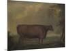 Red Devon Heifers in landscape, 1812-Thomas Weaver-Mounted Giclee Print