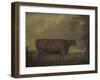 Red Devon Heifers in landscape, 1812-Thomas Weaver-Framed Giclee Print