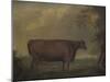 Red Devon Heifers in landscape, 1812-Thomas Weaver-Mounted Giclee Print