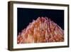 Red Disc Coral (Fungia sp.) polyps, Lembeh Straits, Sulawesi, Sunda Islands-Colin Marshall-Framed Photographic Print