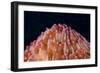 Red Disc Coral (Fungia sp.) polyps, Lembeh Straits, Sulawesi, Sunda Islands-Colin Marshall-Framed Photographic Print