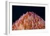 Red Disc Coral (Fungia sp.) polyps, Lembeh Straits, Sulawesi, Sunda Islands-Colin Marshall-Framed Photographic Print