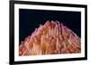 Red Disc Coral (Fungia sp.) polyps, Lembeh Straits, Sulawesi, Sunda Islands-Colin Marshall-Framed Photographic Print