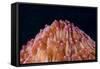 Red Disc Coral (Fungia sp.) polyps, Lembeh Straits, Sulawesi, Sunda Islands-Colin Marshall-Framed Stretched Canvas