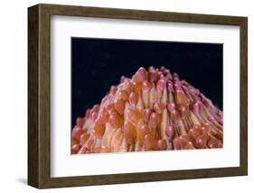 Red Disc Coral (Fungia sp.) polyps, Lembeh Straits, Sulawesi, Sunda Islands-Colin Marshall-Framed Photographic Print