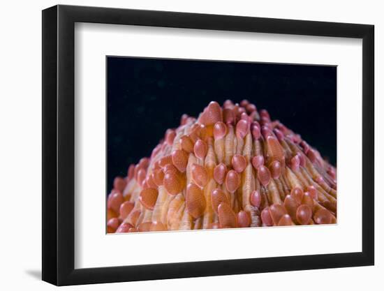 Red Disc Coral (Fungia sp.) polyps, Lembeh Straits, Sulawesi, Sunda Islands-Colin Marshall-Framed Photographic Print